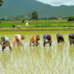 Multiple Vacancies at Crescent Rice Mill Limited | APPLY