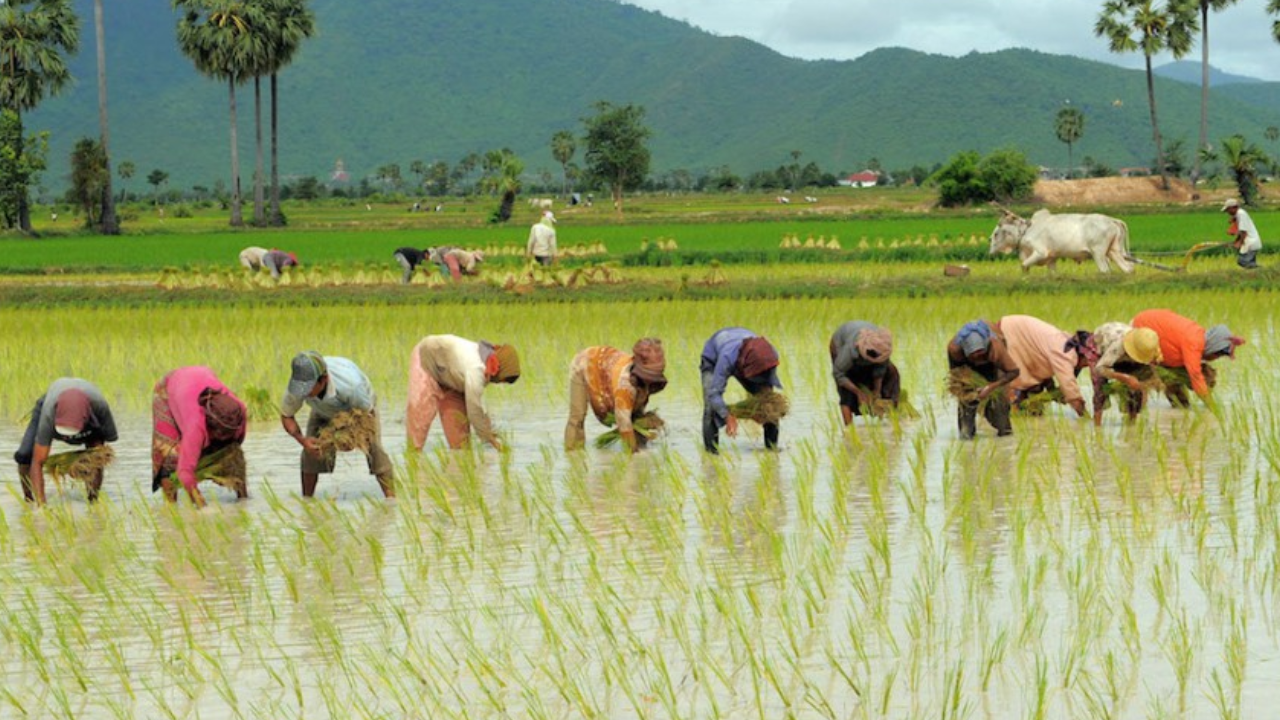 Multiple Vacancies at Crescent Rice Mill Limited | APPLY